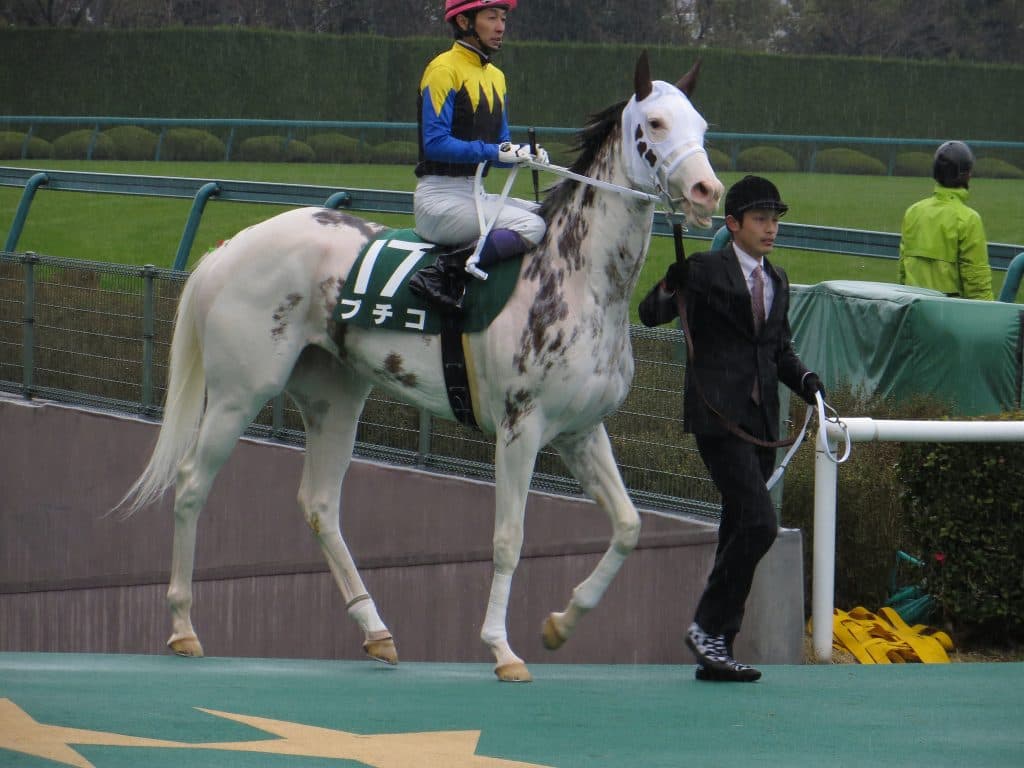 ブチコ、川崎のエンプレス杯へ