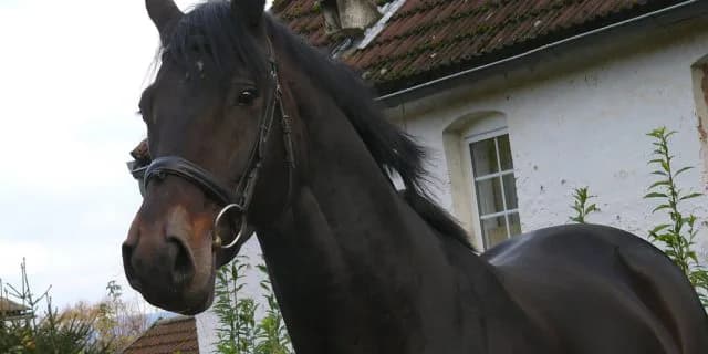 ブラッドスポーツと呼ばれる本当の意味は？