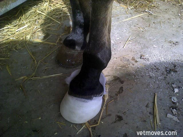 ショウナンマイティ、AJCCで怪我により引退