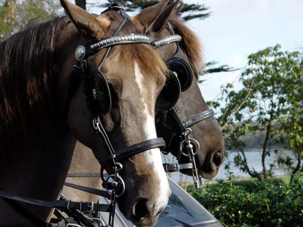 【根岸S予想2016】高齢馬揃いの中プロトコルがダート界のモーリスに！