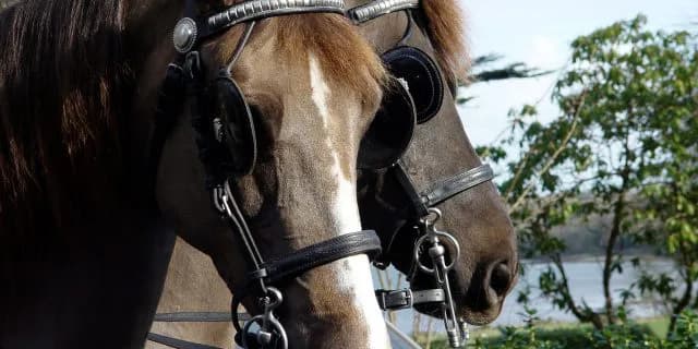 【根岸S予想2016】高齢馬揃いの中プロトコルがダート界のモーリスに！