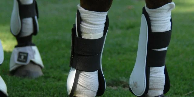 ヴォージュの安否確認、引退し今後は乗馬となる可能性大