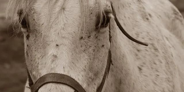 馬の知能ってどれくらい？