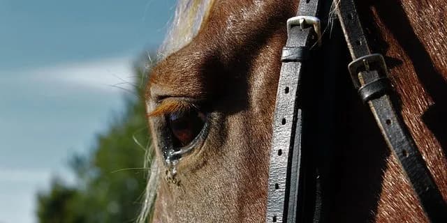 【京成杯2016予想】京成杯は試金石、若駒メートルダールの素質に期待