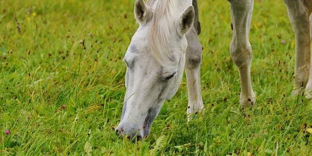 ゴールドシップ、順調にいけば2019年夏には初年度産駒デビュー！