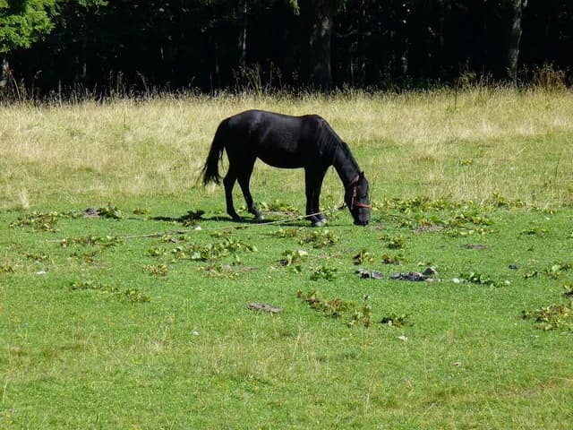 【フェアリーS2016予想】魅力的なノーマークの馬が多数出走！