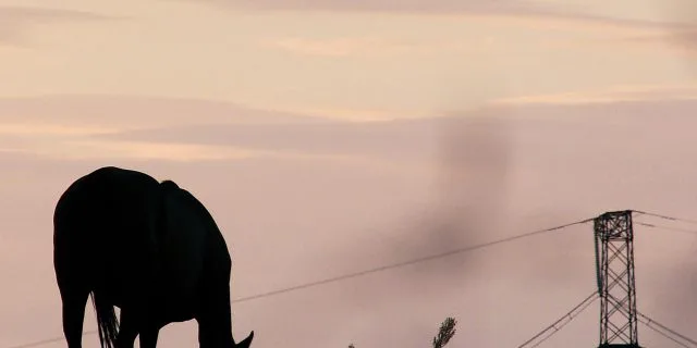 うれしい悲鳴！問い合わせ殺到のあの種牡馬とは？