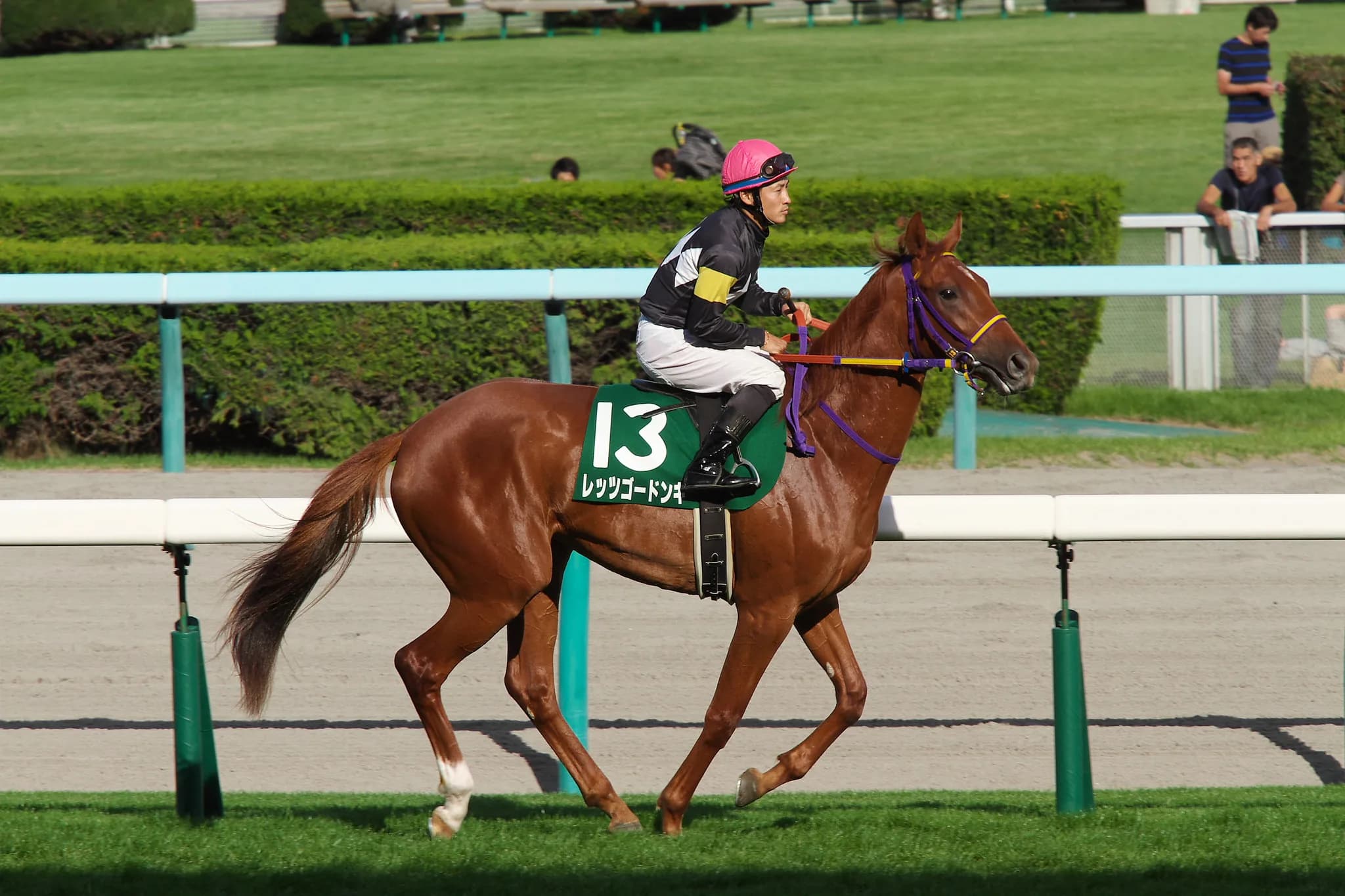 レッツゴードンキ、阪神牝馬Sを回避。香港チェアマンズスプリントプライズは辞退