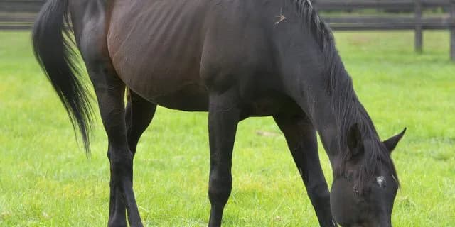 今なお現役。偉大すぎる種牡馬ブライアンズタイム