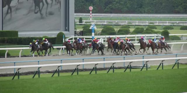 【京都記念有力馬情報】伝統の古馬G2に活きの良い4歳馬レーヴミストラルが出走