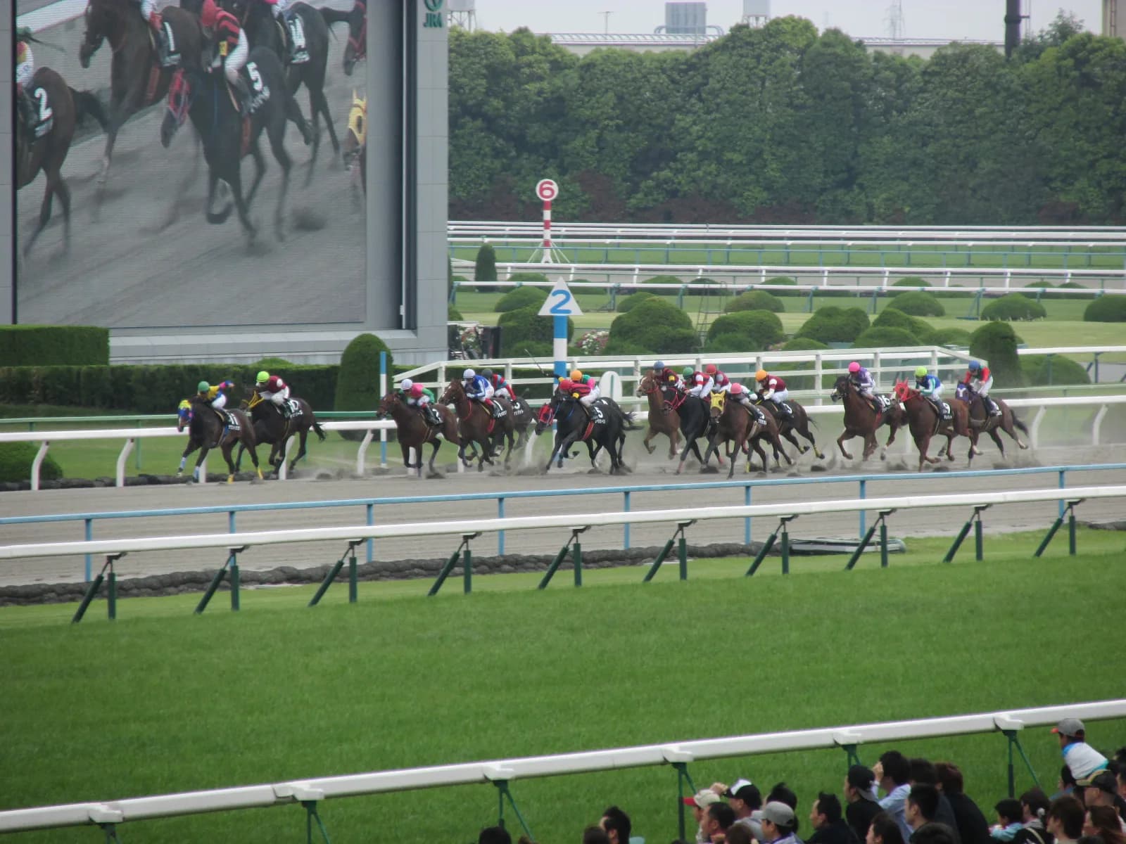 【京都記念有力馬情報】伝統の古馬G2に活きの良い4歳馬レーヴミストラルが出走