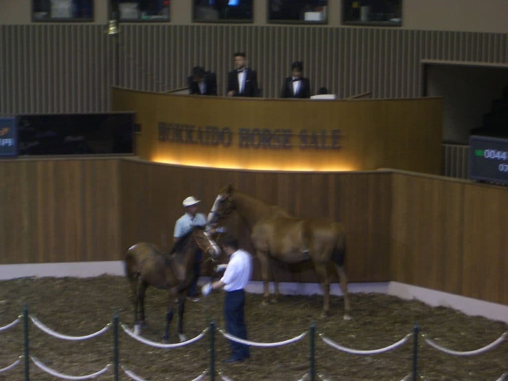 クラブ馬主参入のDMM.com、3億7000万円でディープインパクト産駒を落札！