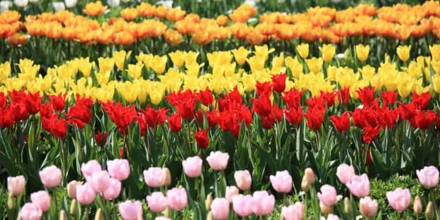 桜花賞トライアル・チューリップ賞のみどころ