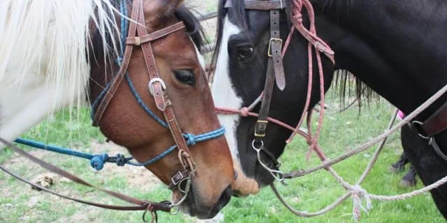 【アーリントンC2016回顧】朝日杯FSリオンディーズを越えるハイペース制したレインボーライン