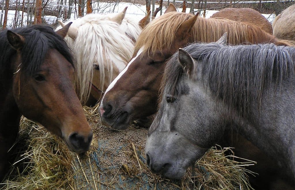 種付け料世界一の種牡馬はどの馬でおいくら？