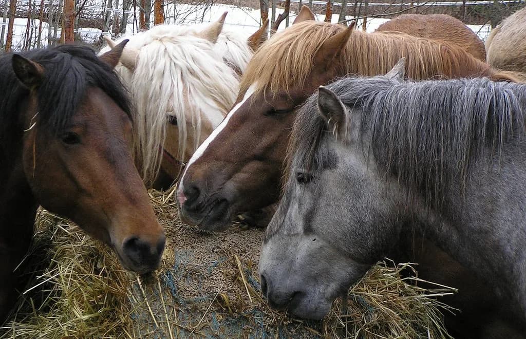 種付け料世界一の種牡馬はどの馬でおいくら？