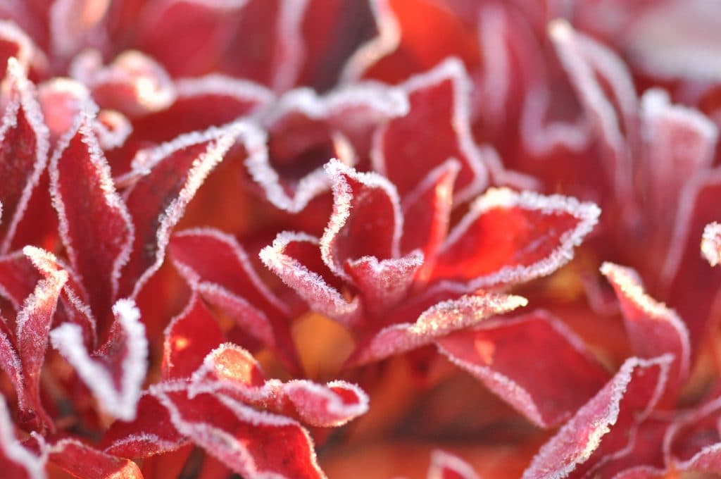 天気予報にご用心？冬の競馬場の朝の温度に騙されないための豆知識