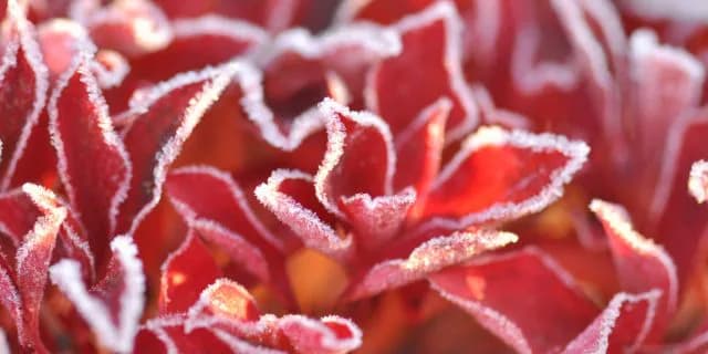 天気予報にご用心？冬の競馬場の朝の温度に騙されないための豆知識