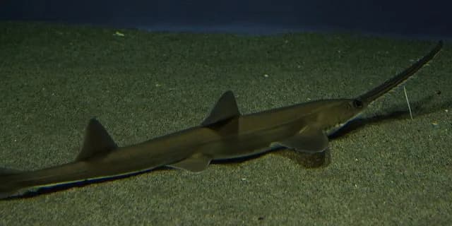 【アーリントンC2016】シゲルノコギリザメの先行力に注目。