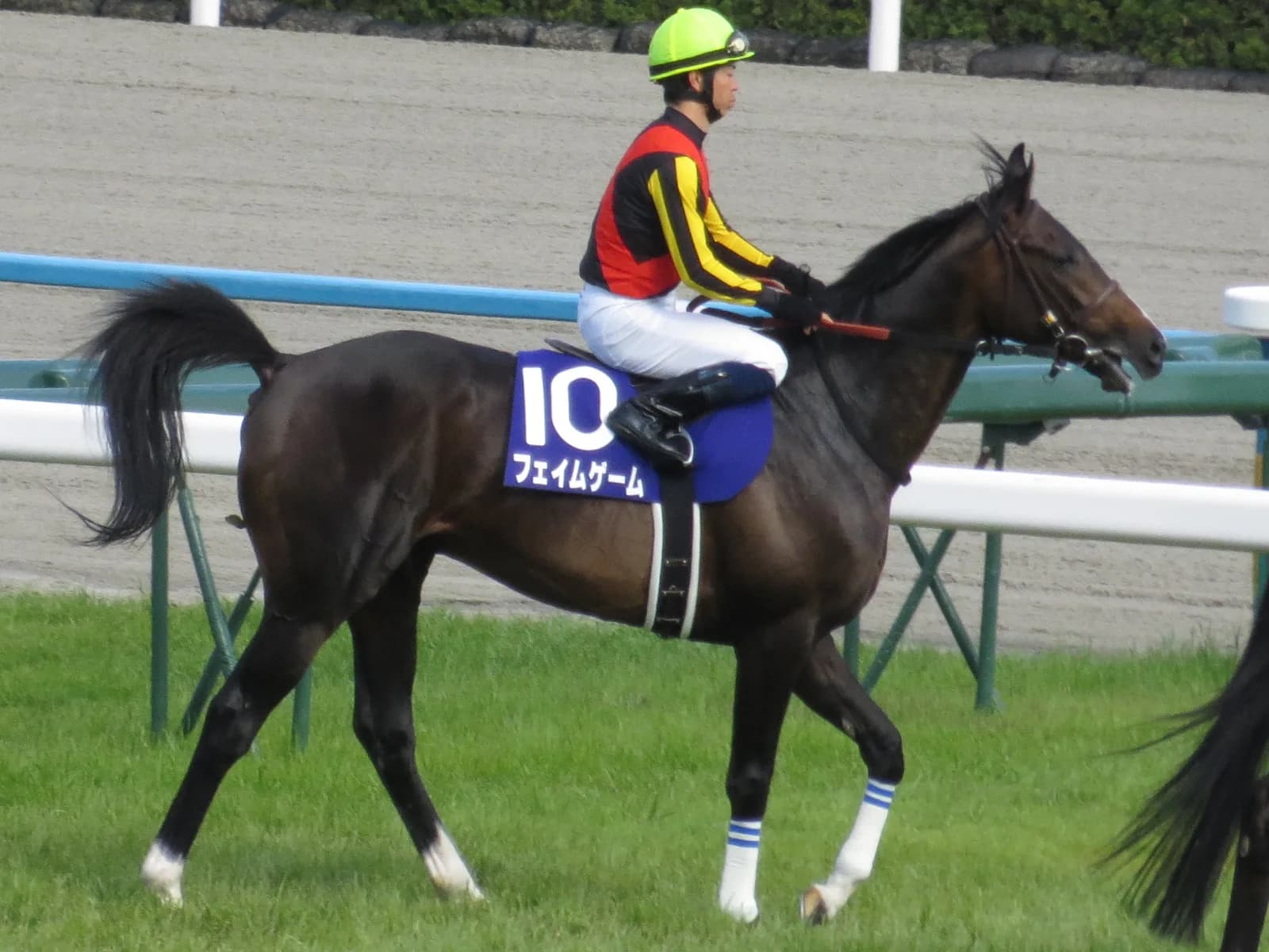 2016年ダイヤモンドステークス(G3)出走馬情報