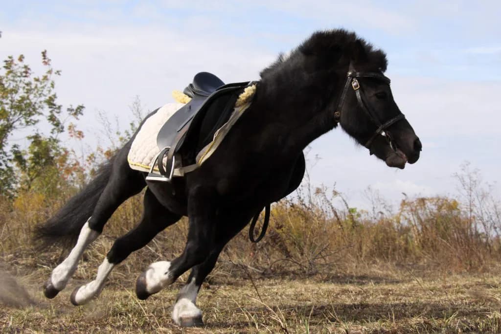 【共同通信杯2016予想】是が非でも勝ちたい！本賞金不足気味のメートルダールに注目