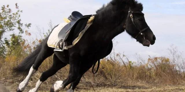 【共同通信杯2016予想】是が非でも勝ちたい！本賞金不足気味のメートルダールに注目