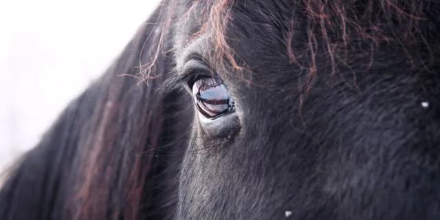 きさらぎ賞(G3)有力馬情報・サトノダイヤモンド