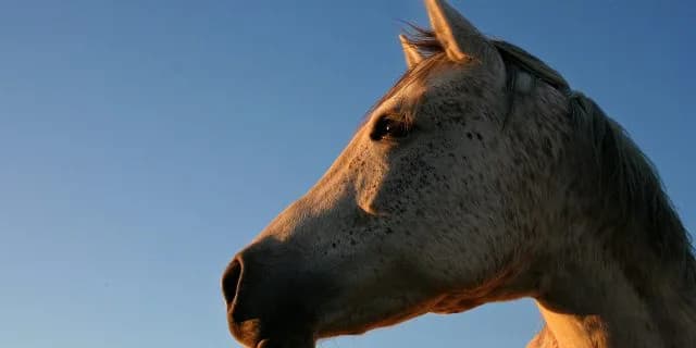 東京新聞杯(G3)有力馬情報・今年期待の上がり馬ダッシングブレイズ