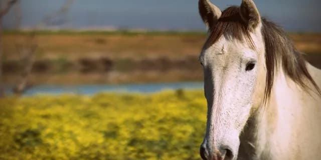 東京新聞杯(G3)有力馬情報・ダノンプラチナ