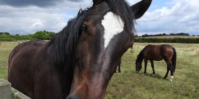 連対率100%が約束された馬が出走するとしたらどうしますか？