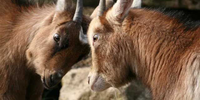 【弥生賞】獅子奮迅の両雄による贅沢な再戦は必見かつケン？