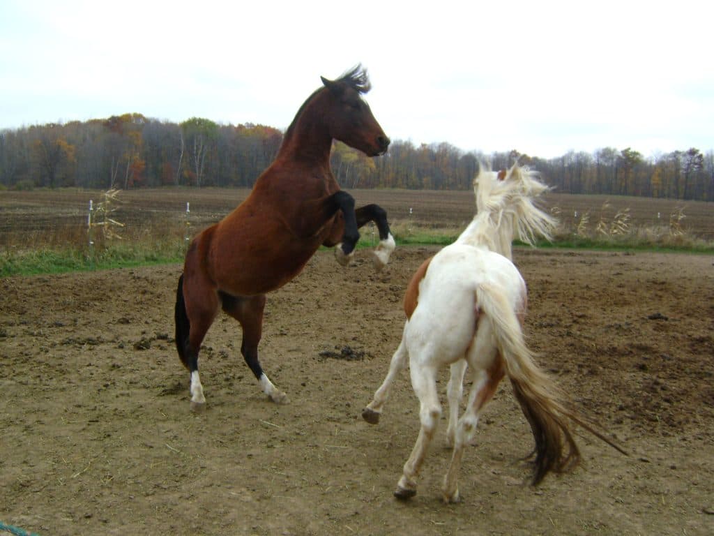 競馬の醍醐味見せられるか？新種牡馬ベストタイザンに期待