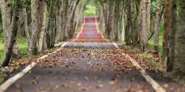 東京新聞杯(G3)2016年有力馬情報・グランシルク今後に繋がるレースとなるか