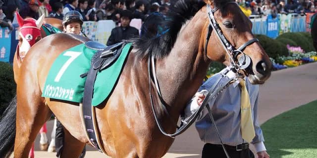 【中日新聞杯2016予想】バウンスシャッセ、中京なら牡馬相手でも勝算アリ