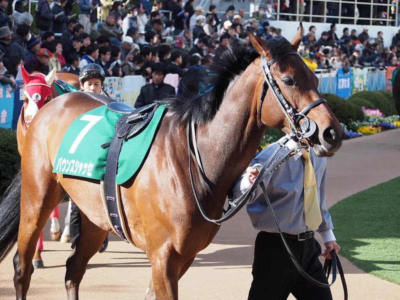 【中日新聞杯2016予想】バウンスシャッセ、中京なら牡馬相手でも勝算アリ