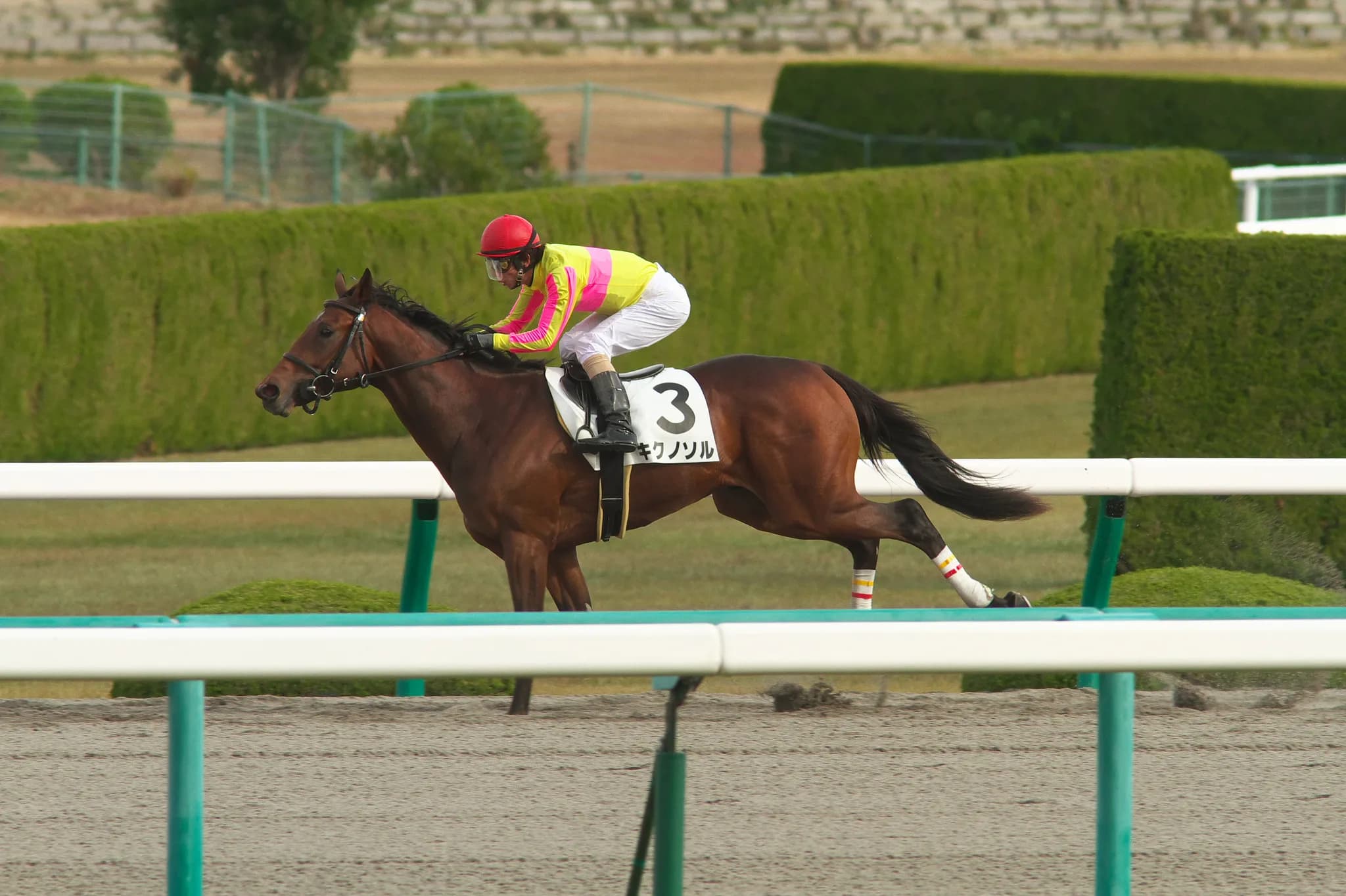 【マーチS2016予想】キクノソルが走る気満々で荒れる名物ハンデ戦を激走!
