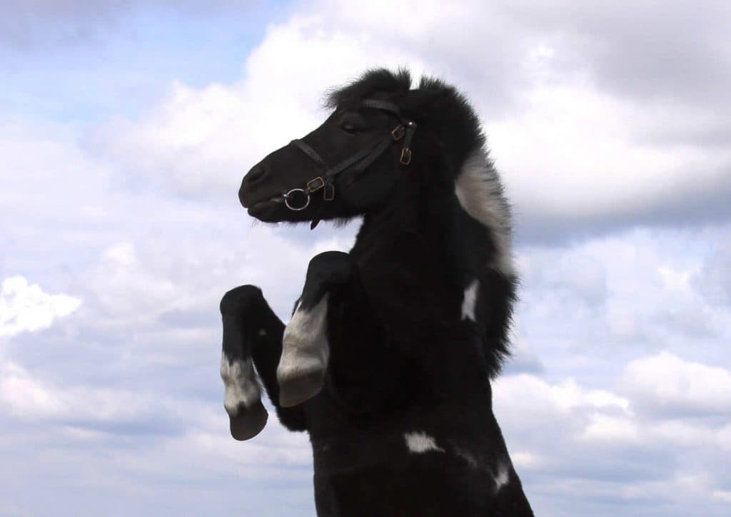 【阪神大賞典2016有力馬】ハーツクライ産駒ならではの成長力に期待のシュヴァルグラン