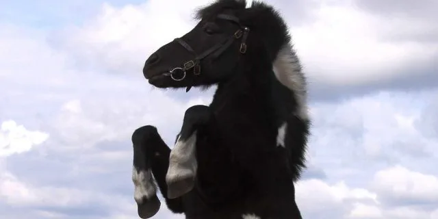 【阪神大賞典2016有力馬】ハーツクライ産駒ならではの成長力に期待のシュヴァルグラン