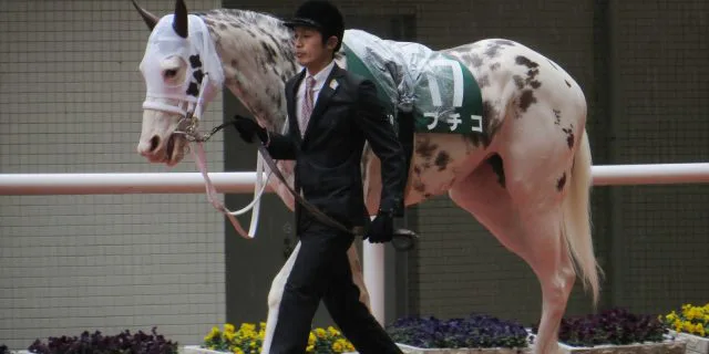 【上総S予想2016】ブチコ、岩田騎手の正妻（？）となれるか！