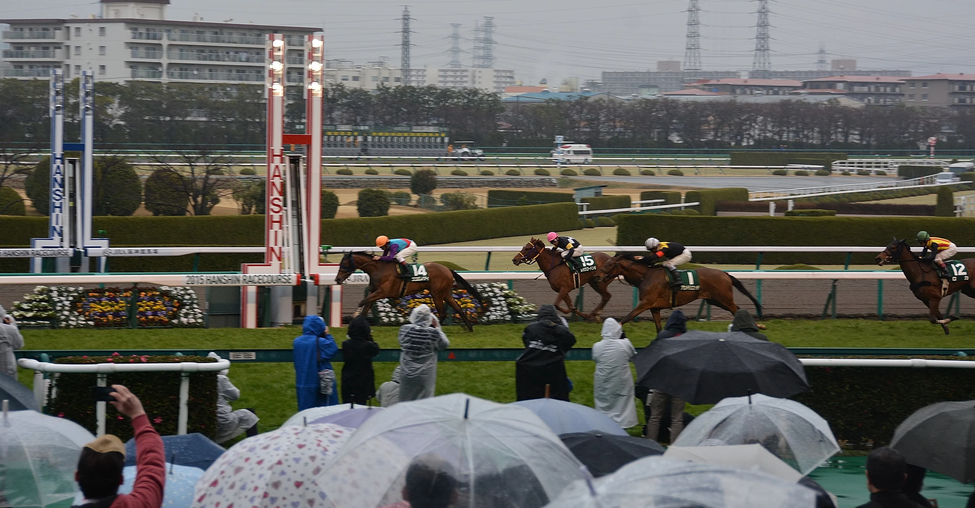 【チューリップ賞2016回顧】打倒メジャーエンブレムが見えたかシンハライト！