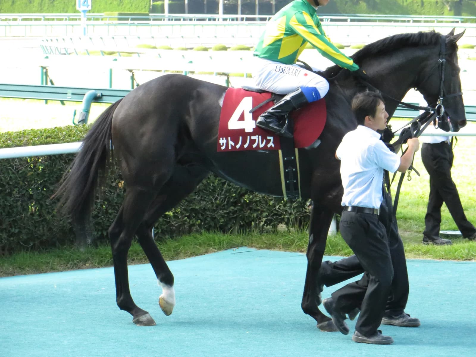 【宝塚記念2016注目馬】母父トニービンに注目のサトノノブレス。
