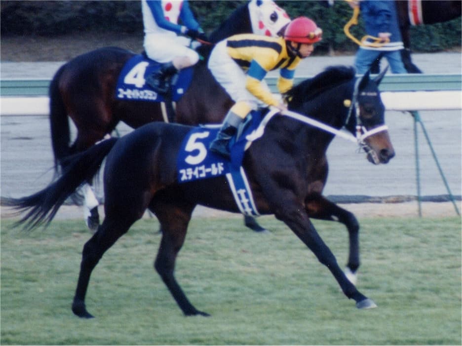 【注目新馬】ステイゴールド最後の産駒、ハルノナゴリがいよいよデビュー