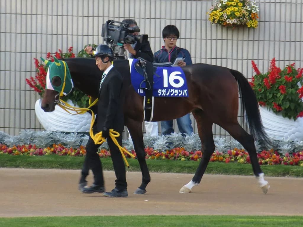 【ファルコンS2016予想】二度あることは三度ある？タガノヴィアーレにご注目