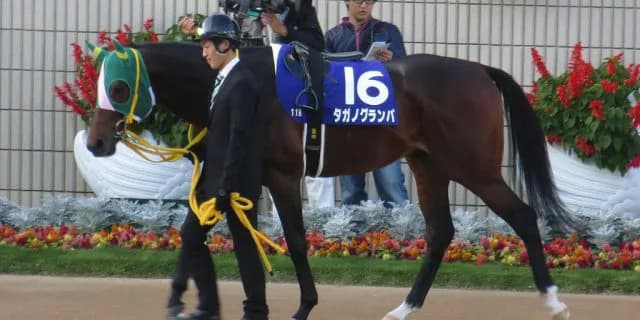 【ファルコンS2016予想】二度あることは三度ある？タガノヴィアーレにご注目