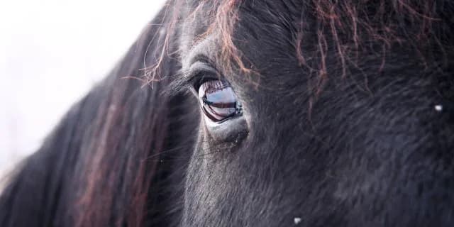 【スプリングS2016有力馬】ロードクエスト仕切り直しの始動戦