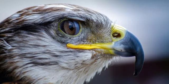 【ファルコンS2016】NHKマイルカップへのステップとなるか。シュウジ・ブレイブスマッシュ