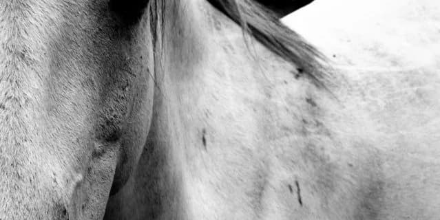 【スプリングS予想2016】二代目”芦毛の怪物”？新星マウントロブソン