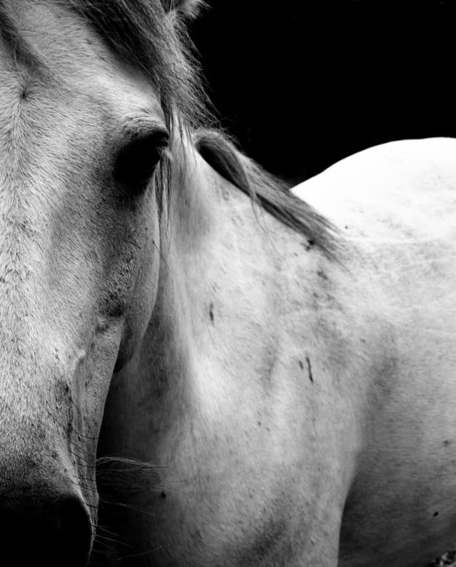 【スプリングS予想2016】二代目”芦毛の怪物”？新星マウントロブソン