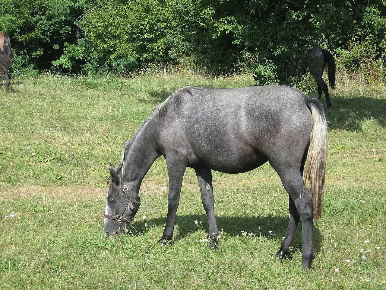 退職後呼び出しで急遽種牡馬入りした2頭の今後にご注目