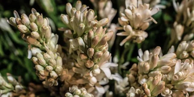 【フラワーC有力馬2016】適正十分、経験豊富なゲッカコウ